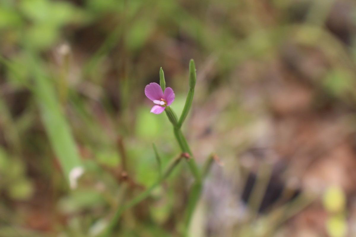 Canscora heteroclita (L.) Gilg